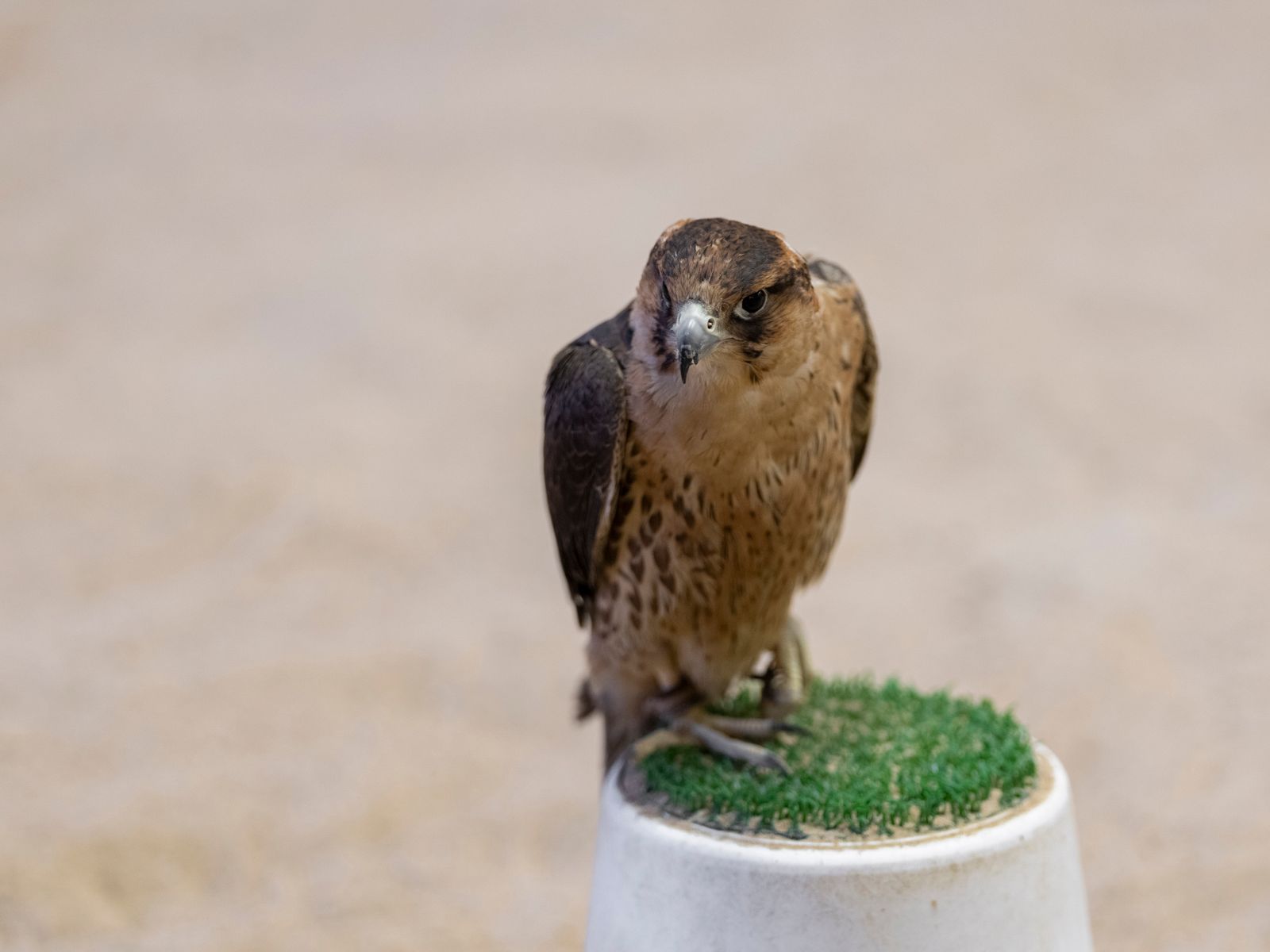 Falcão no Falcon Souq, Doha